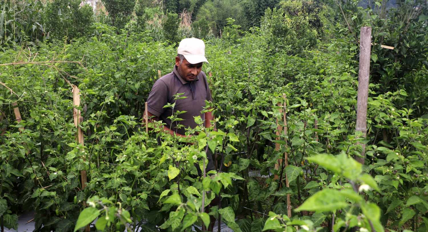 विदेश छाडेर गाउँमा जैविक कृषिमा रमाएका ‘कुमार’